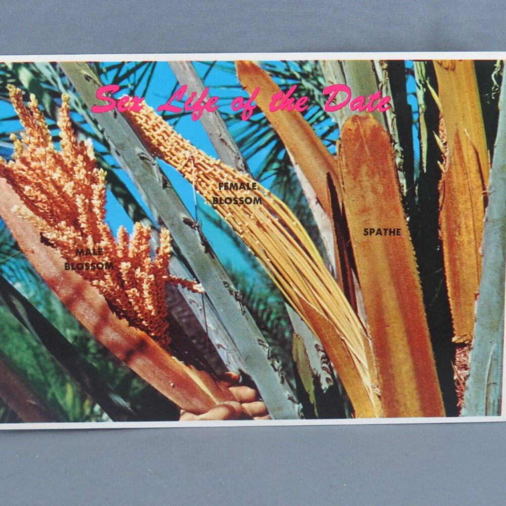 Vintage Postcard - The Sex Life of a Date - Petley